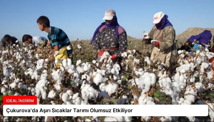 Çukurova’da Aşırı Sıcaklar Tarımı Olumsuz Etkiliyor