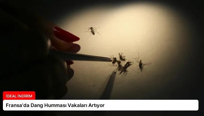 Fransa’da Dang Humması Vakaları Artıyor