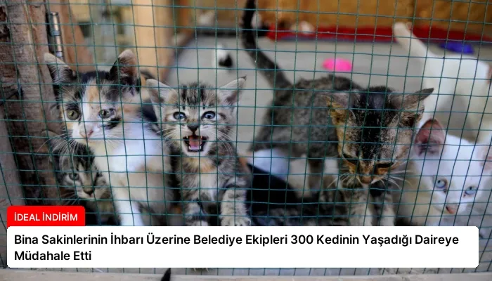 Bina Sakinlerinin İhbarı Üzerine Belediye Ekipleri 300 Kedinin Yaşadığı Daireye Müdahale Etti