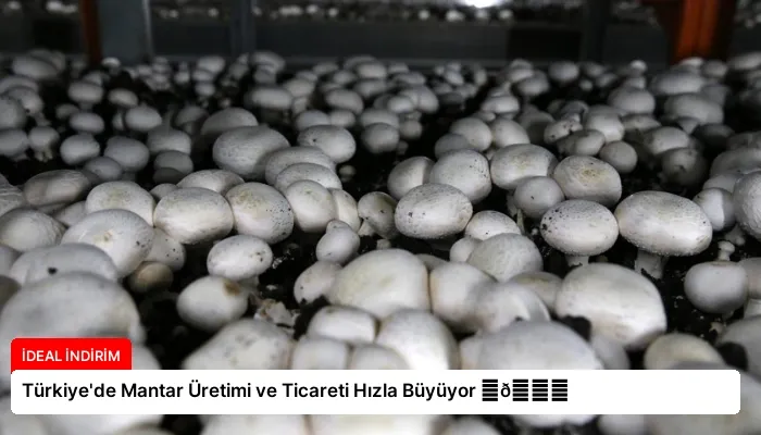 Türkiye’de Mantar Üretimi ve Ticareti Hızla Büyüyor ⏬👇