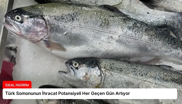 Türk Somonunun İhracat Potansiyeli Her Geçen Gün Artıyor