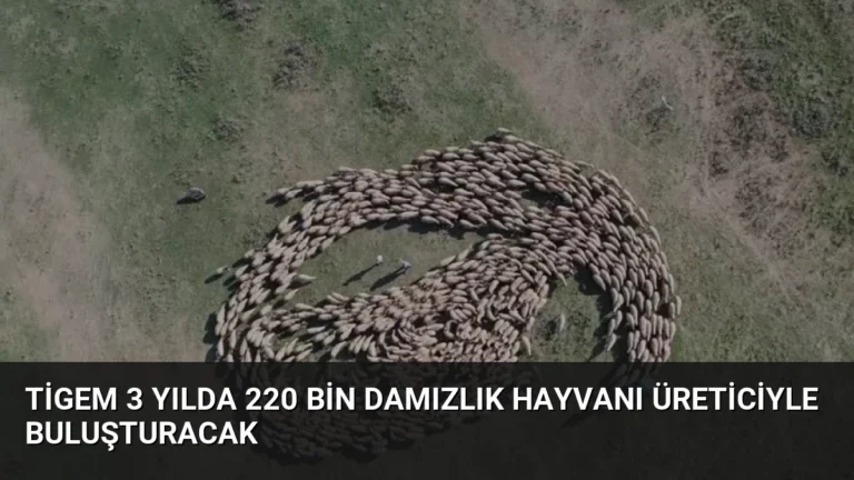 TİGEM 3 Yılda 220 Bin Damızlık Hayvanı Üreticiyle Buluşturacak