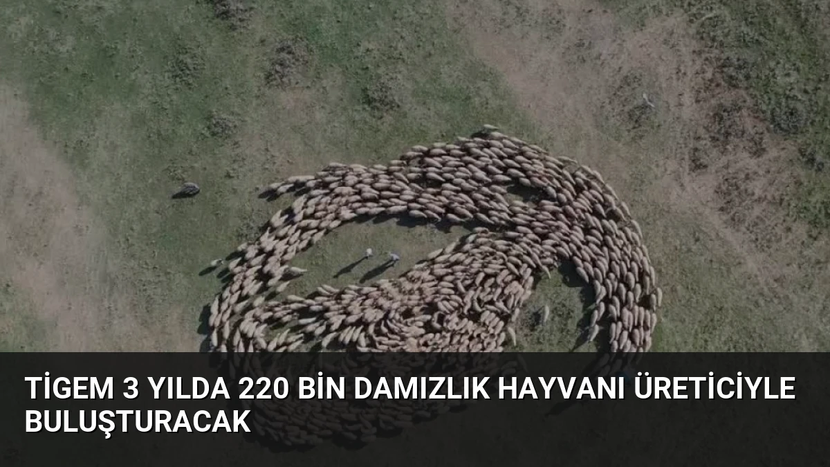TİGEM 3 Yılda 220 Bin Damızlık Hayvanı Üreticiyle Buluşturacak