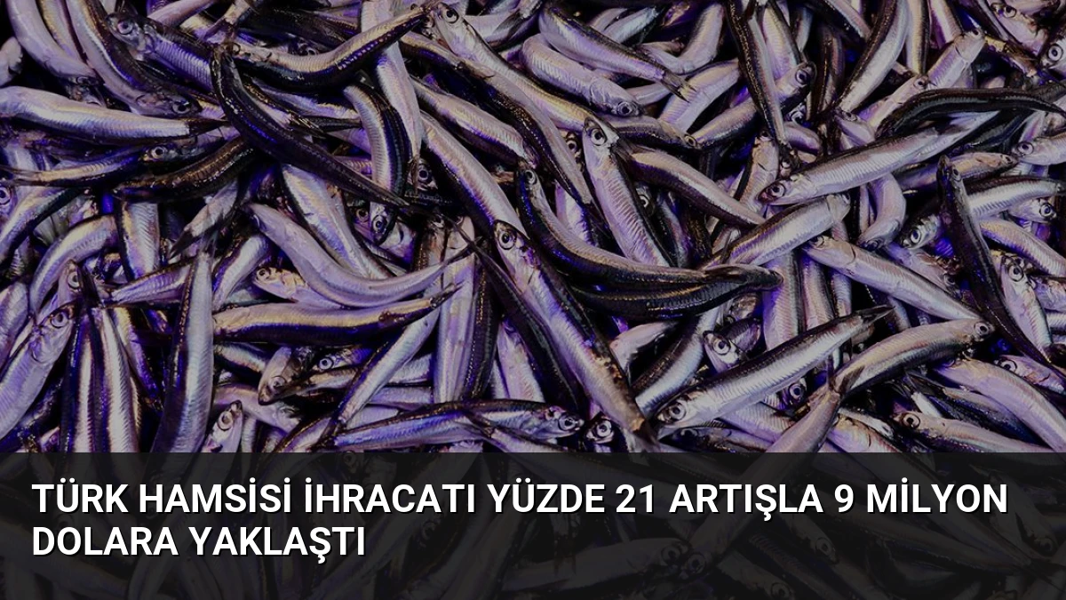 Türk Hamsisi İhracatı Yüzde 21 Artışla 9 Milyon Dolara Yaklaştı