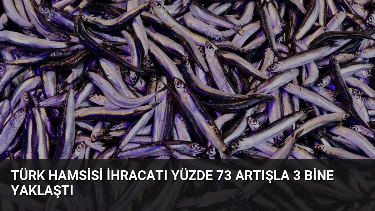 Türk Hamsisi İhracatı Yüzde 73 Artışla 3 Bine Yaklaştı