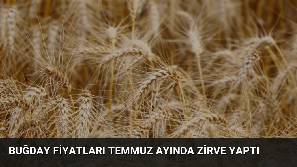 Buğday Fiyatları Temmuz Ayında Zirve Yaptı