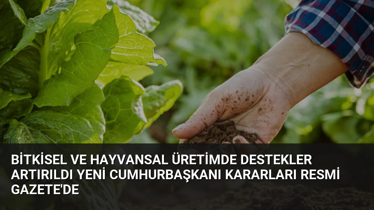 Bitkisel ve Hayvansal Üretimde Destekler Artırıldı Yeni Cumhurbaşkanı Kararları Resmi Gazete’de