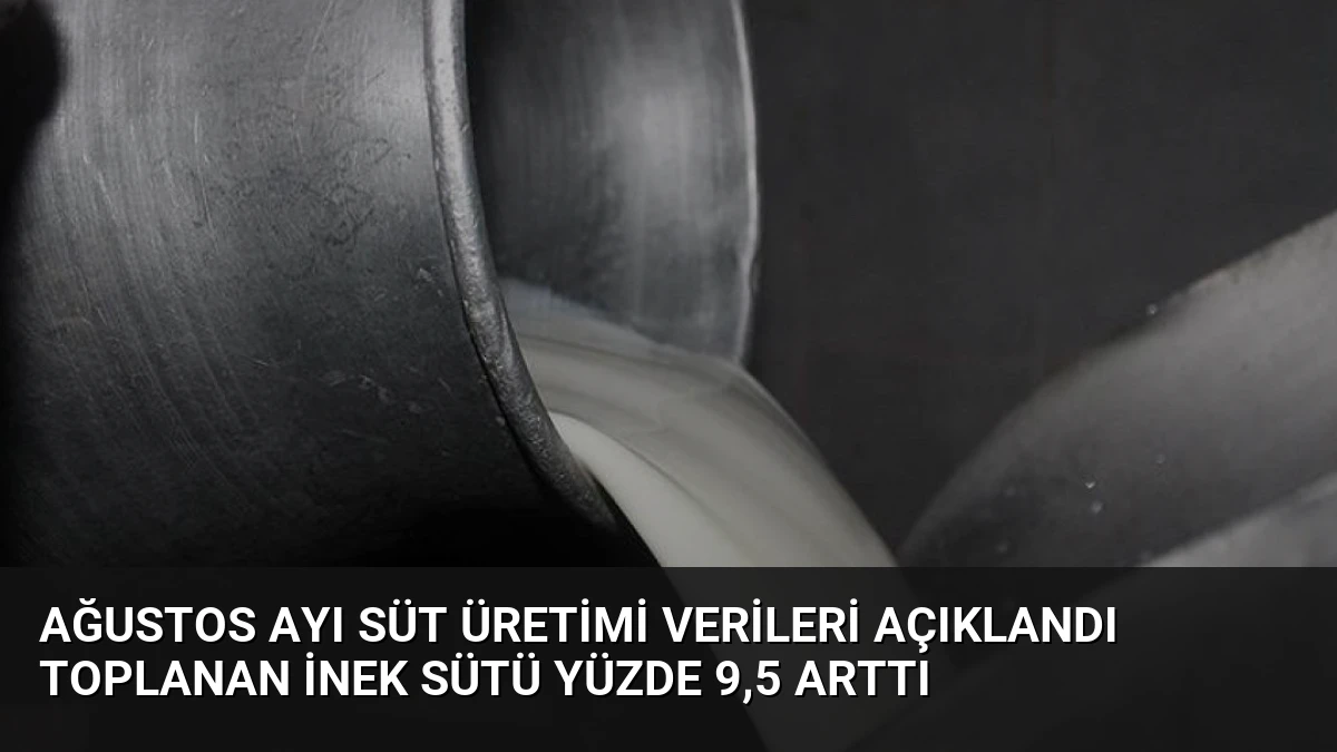 Ağustos Ayı Süt Üretimi Verileri Açıklandı Toplanan İnek Sütü Yüzde 9,5 Arttı