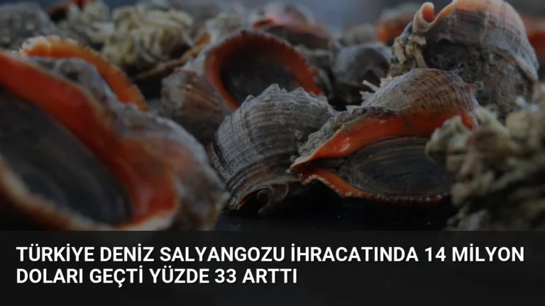 Türkiye Deniz Salyangozu İhracatında 14 Milyon Doları Geçti Yüzde 33 Arttı