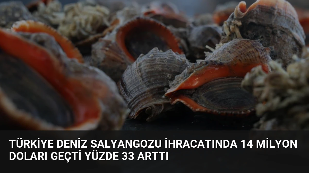 Türkiye Deniz Salyangozu İhracatında 14 Milyon Doları Geçti Yüzde 33 Arttı